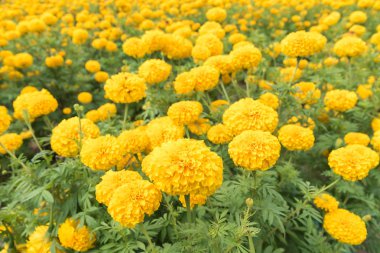 bahçede sarı kadife çiçeği çiçek