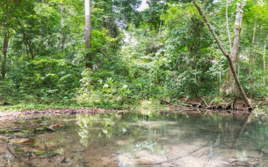 Orman ve su da tamamen