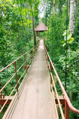 Ağaç üstünde yürümek Tayland