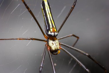 Örümcek örümcek ağı ormanı içinde