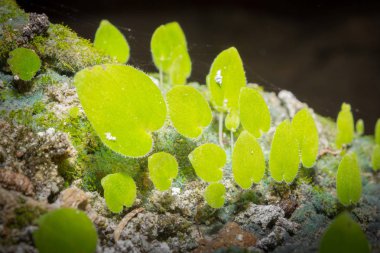 kalp şeklinde yaprak