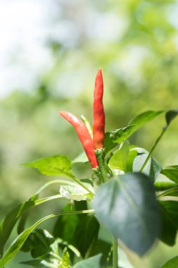 Serin biber, soğuk ağaç, serin bitki