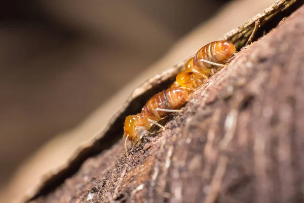 Worker and nasute termites — Stock Photo, Image