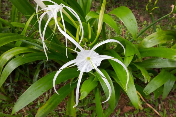 White Spider lily in garden — Stock Photo, Image
