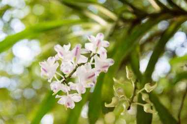 Orkide: Aerides odorata Lour.
