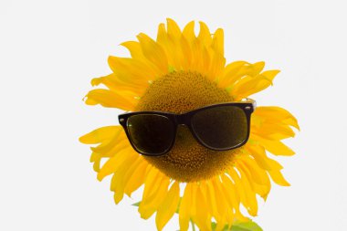 Ayçiçeği güneş gözlüğü