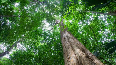 Orman ağaçları. doğa yeşil ahşap güneş ışığı arka planı.