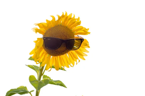 Sonnenblume in Sonnenbrille — Stockfoto