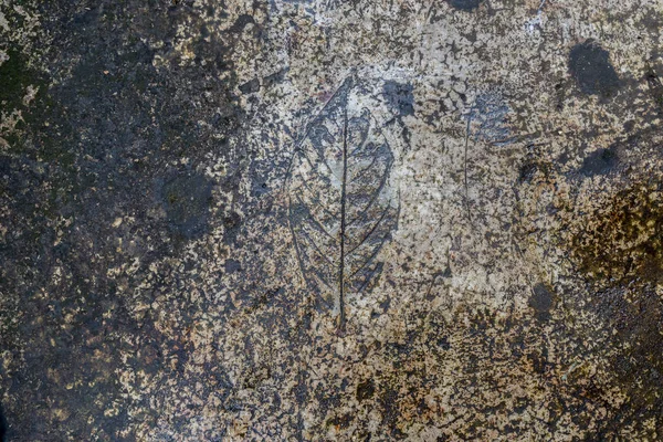 콘크리트 텍스처 또는 잎 패턴 배경 — 스톡 사진