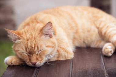 Kahverengi ve beyaz kedi masaya yatıyor