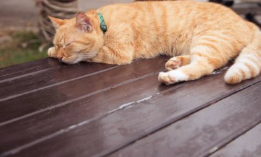 Kahverengi ve beyaz kedi masaya yatıyor