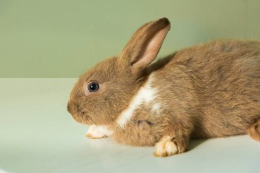 hayvan çiftliği rbaby tavşan