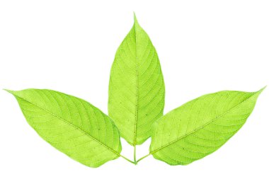 Beyaz arka plan üzerinde Mitragyna speciosa