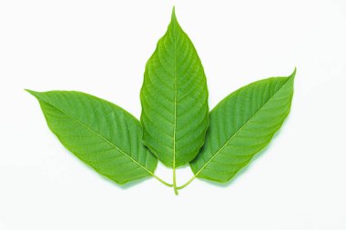 Beyaz arka plan üzerinde Mitragyna speciosa