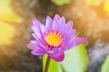 Lotus çiçeği ve lotus çiçek bitki