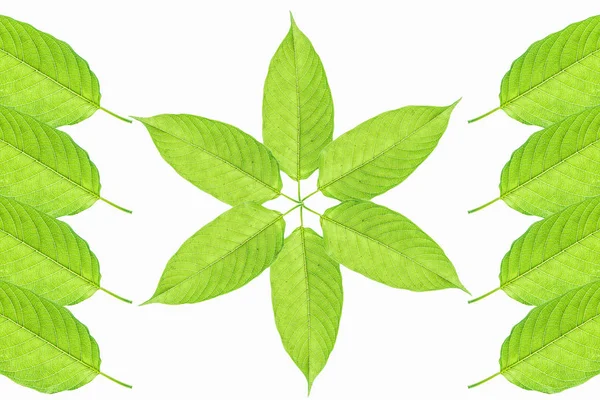 Beyaz arka plan üzerinde Mitragyna speciosa