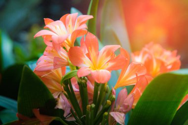 güneşli kafir bir closeup lilyum