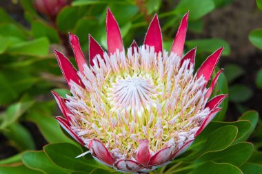 Klasik pembe açık kral Stellenbosch botanik bahçeleri içinde fotoğraflandı Protea, 