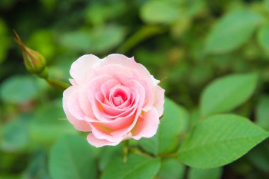 Bahçedeki güzel pembe gül