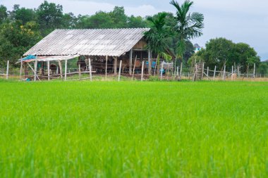 Yeşil teraslı pirinç alan 