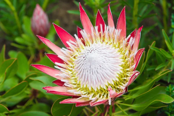 Klasszikus rózsaszín nyitott King Protea, fényképezett a Stellenbosch botanikus kert — Stock Fotó