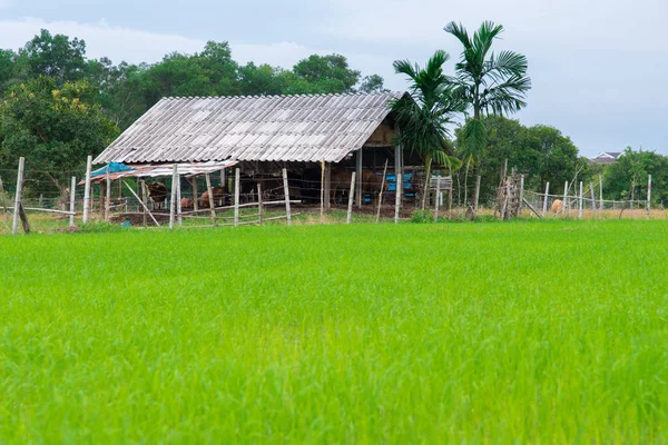 Yeşil teraslı pirinç alan — Φωτογραφία Αρχείου
