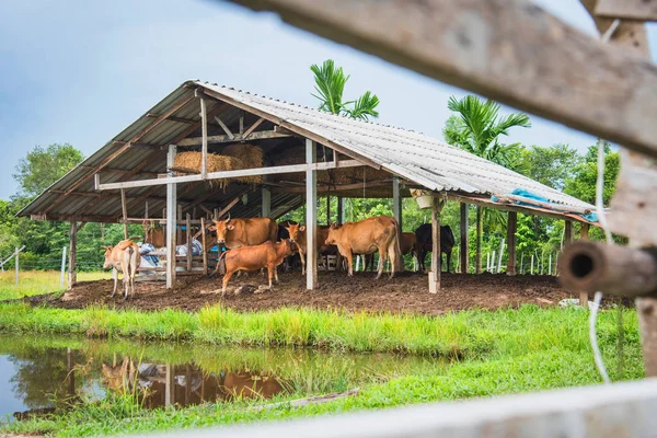 Stalla di mucca in Thailandia, Asia — Foto Stock