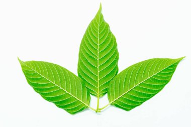 Beyaz arka plan üzerinde Mmitragyna speciosa