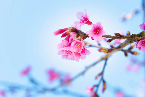 Weicher Fokus Kirschblüte oder Sakura-Blume — Stockfoto