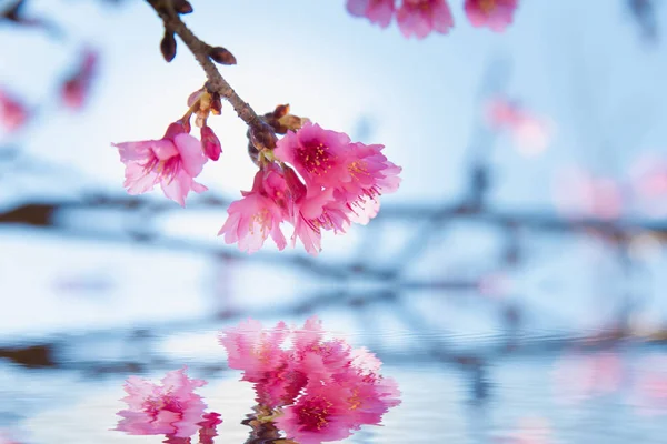 Weicher Fokus Kirschblüte oder Sakura-Blume — Stockfoto