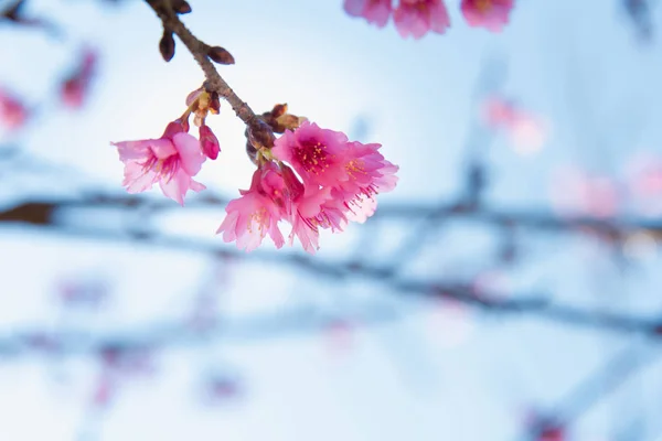 Weicher Fokus Kirschblüte oder Sakura-Blume — Stockfoto