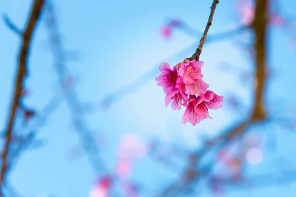 Weicher Fokus Kirschblüte oder Sakura-Blume — Stockfoto