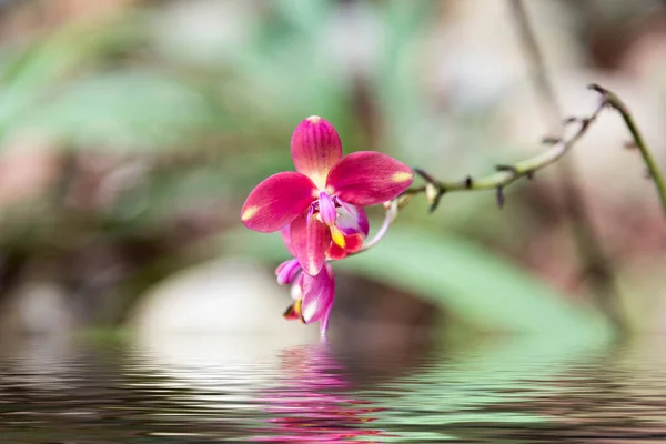 Fleur belle réflexion de l'eau — Photo