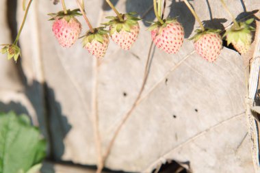 Çilek çiftlik satırlarında büyüyen