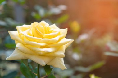 Yeşil güneşli Bahçe taze Sarı Gül