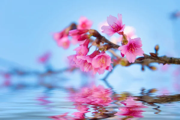 Foyer doux fleur de cerisier ou Sakura fleur — Photo