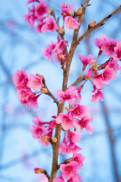 Foyer doux fleur de cerisier ou Sakura fleur — Photo