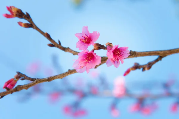 柔和的焦点樱花或樱花 — 图库照片