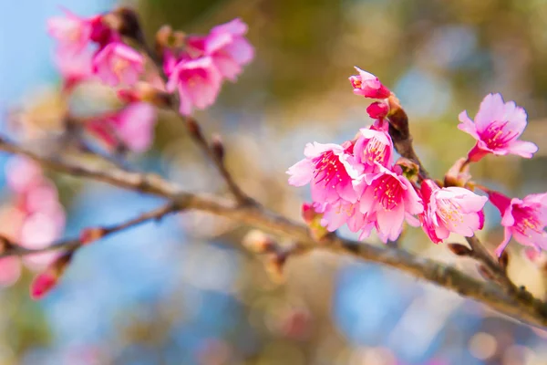 柔和的焦点樱花或樱花 — 图库照片