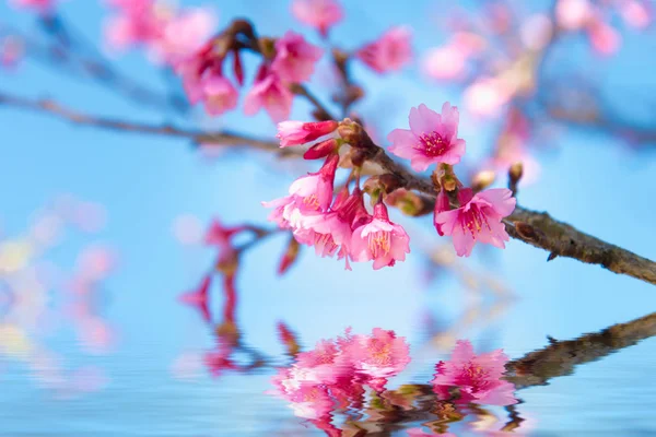 Soft focus Cherry Blossom or Sakura flower — Stock Photo, Image