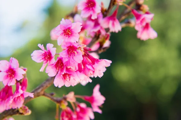 柔和的焦点樱花或樱花 — 图库照片