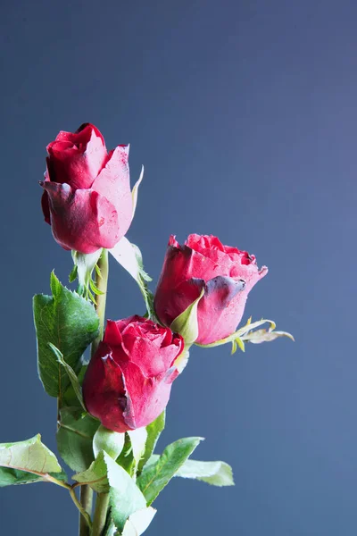 Κόκκινα τριαντάφυλλα σε ξύλο — Φωτογραφία Αρχείου