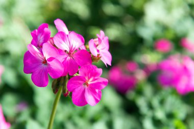 Pembe sardunya çiçekleri