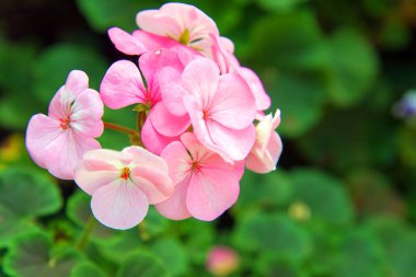 Pembe sardunya çiçekleri