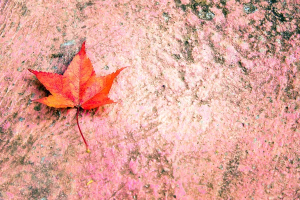 Ahornblatt mit herbstlichen Farben. das Blatt steht an der Ecke — Stockfoto