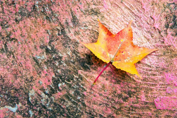 Esdoornblad met herfst kleuren. Het blad wordt geplaatst op de hoek — Stockfoto