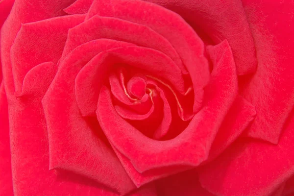 Schöne Nahaufnahme rote Rose — Stockfoto