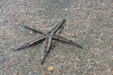 Sahilde denizyıldızı