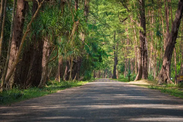 bir çam ormanının içinde road 