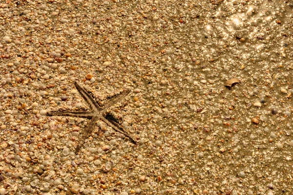 Estrela do mar na praia — Fotografia de Stock